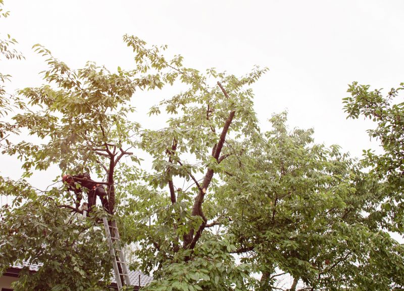 Tree Diagnosis detail